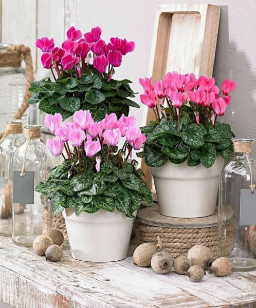 Цикламен цветы цикламен