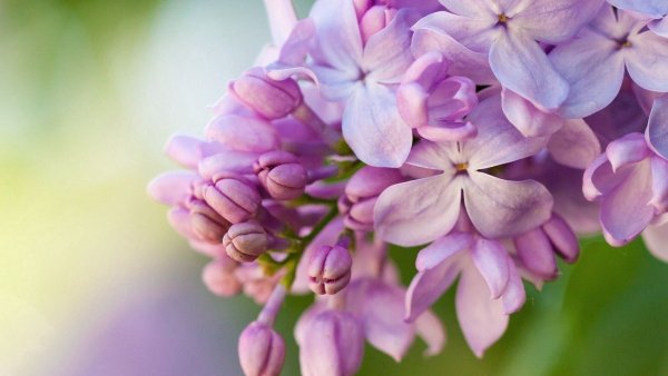 Лилак цветы