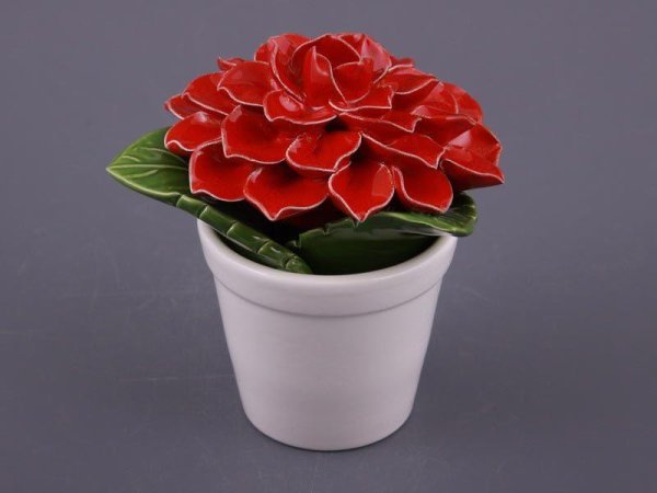 Красивый комнатный цветок в подарок