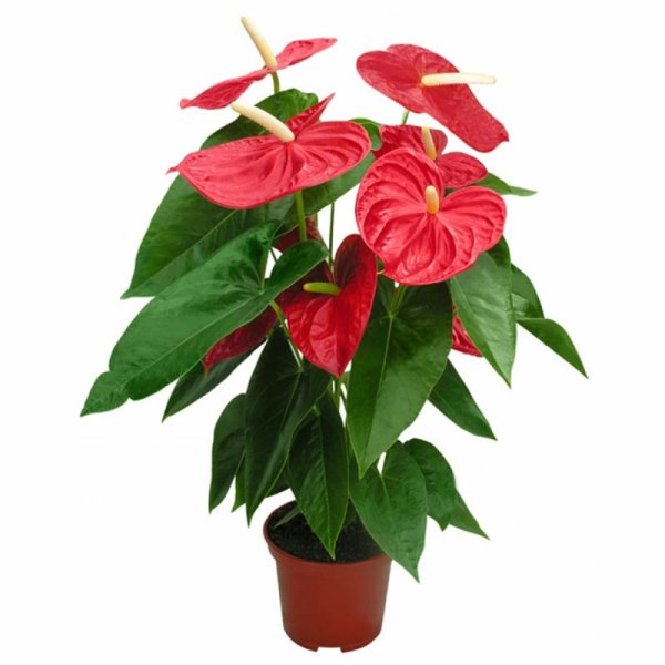 Антуриум Андрианум Дакота