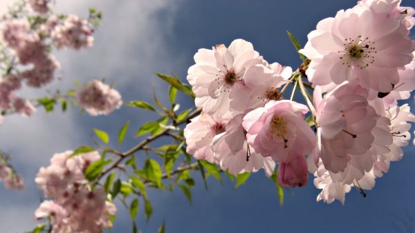 Весна природа
