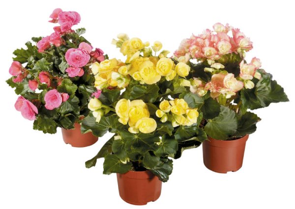 Бегония Элатиор микс