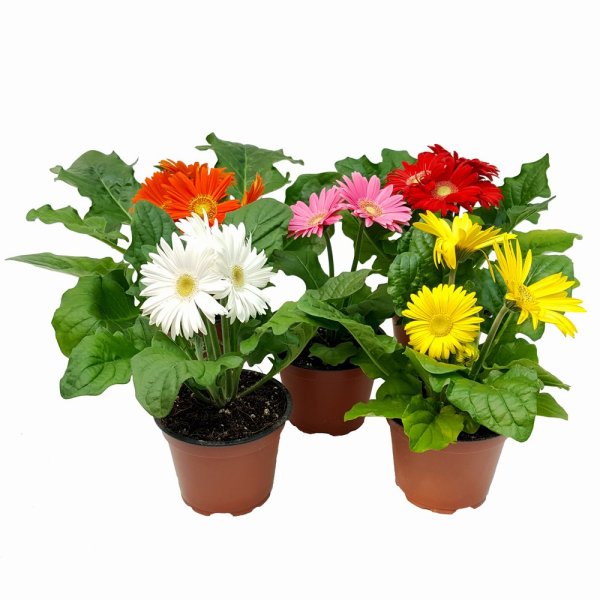 Гербера микс d9