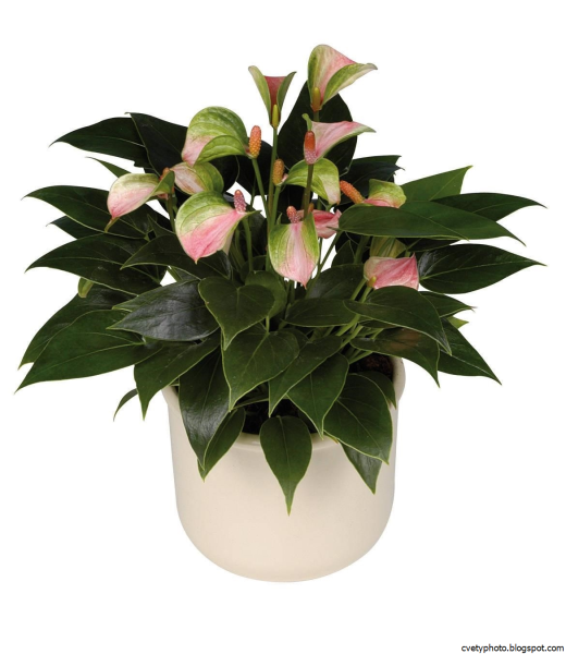 Антуриум зелено-розовый