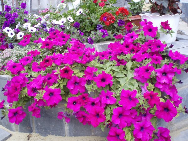 Сульфиния ампельная