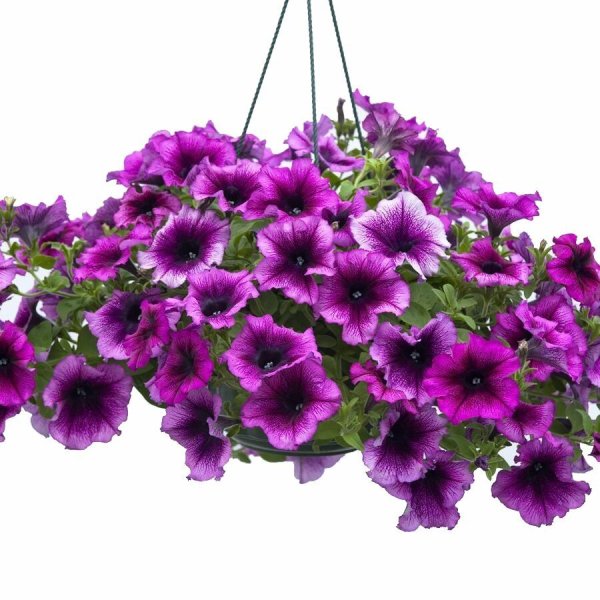 Петуния Fanfare Creme de Cassis