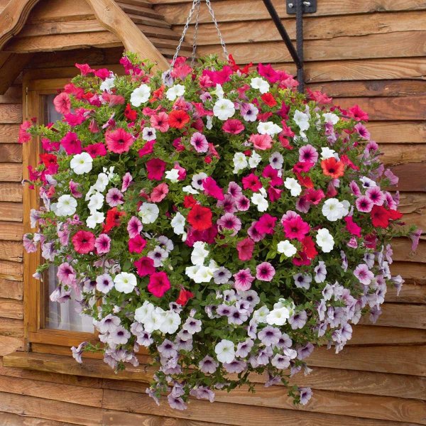 Петуния сурфиния