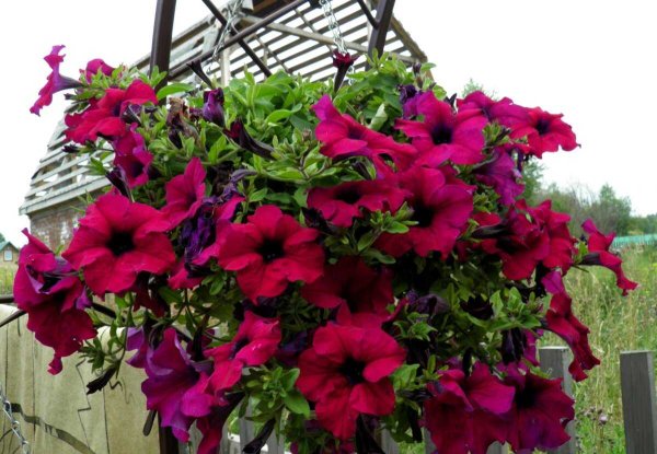 Сурфиния ампельная