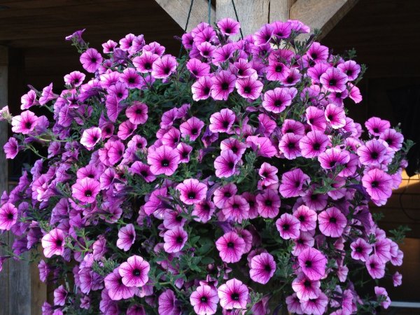 Сурфиния Пинк Вейн