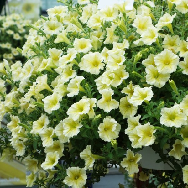 Петуния сурфиния Еллоу