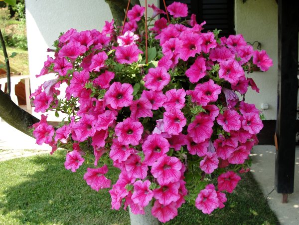 Петуния сурфиния хот Пинк