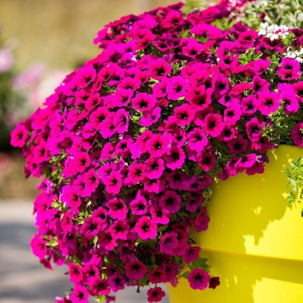 Петуния сурфиния ампельная