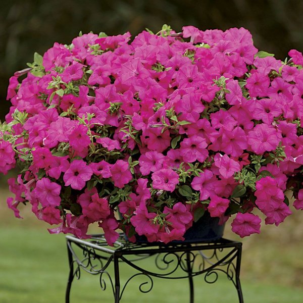 Петуния сурфиния