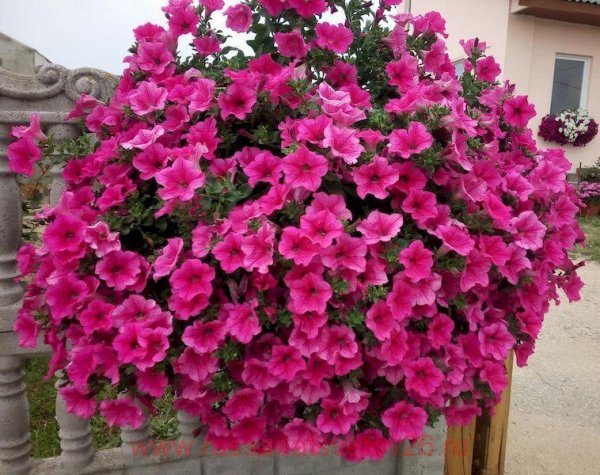 Сурфиния хот Пинк