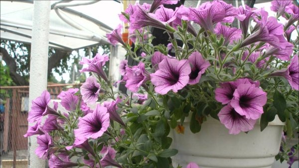 Сурфиния индийское лето