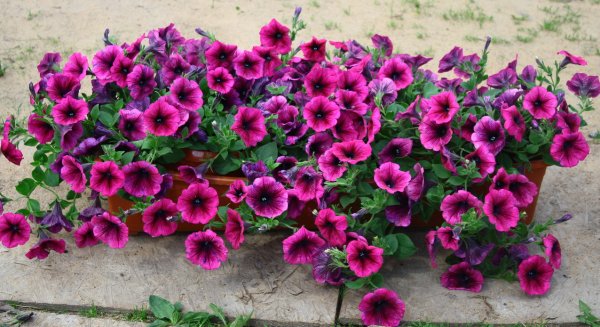 Петуния сурфиния ампельная