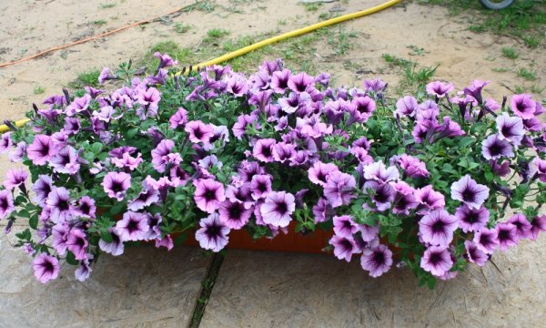 Сурфиния Бордекс