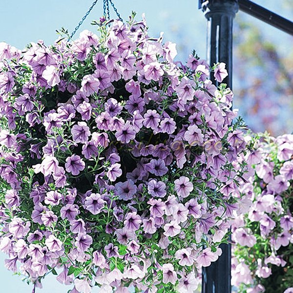 Петуния сурфиния ампельная