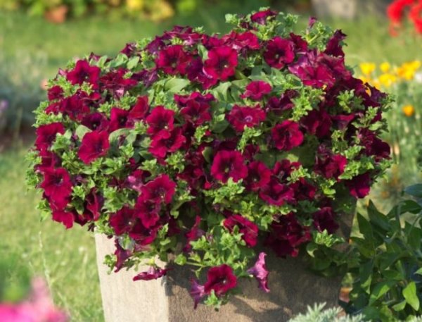 Петуния сурфиния микс