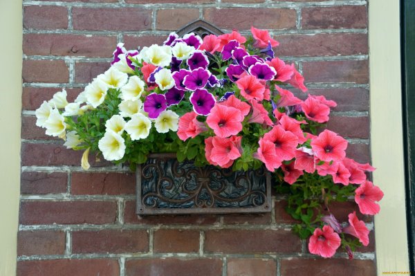 Сурфиния хот Пинк