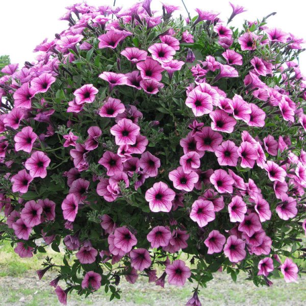 Сурфиния ампельная