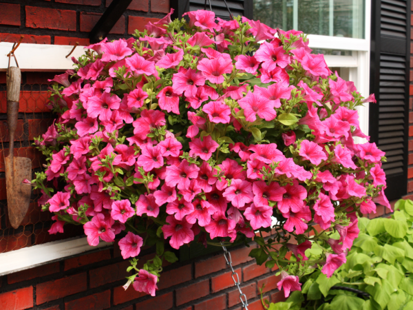 Петуния сурфиния ампельная