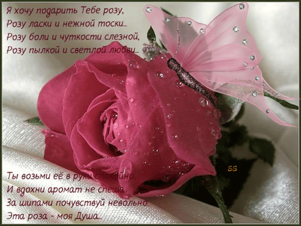 Стихи про цветы