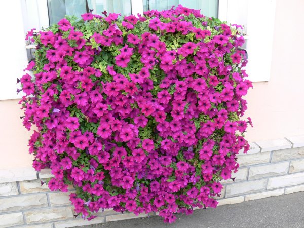 Петунии Mystic Pink