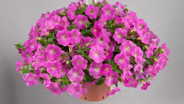 Петуния Тайдал хот Пинк