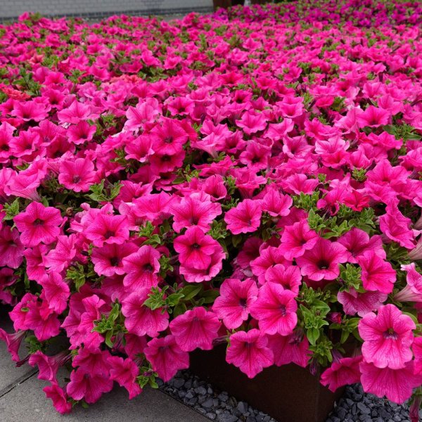 Петуния ампельная карминная