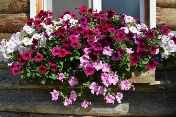 Петуния сурфиния лососевая