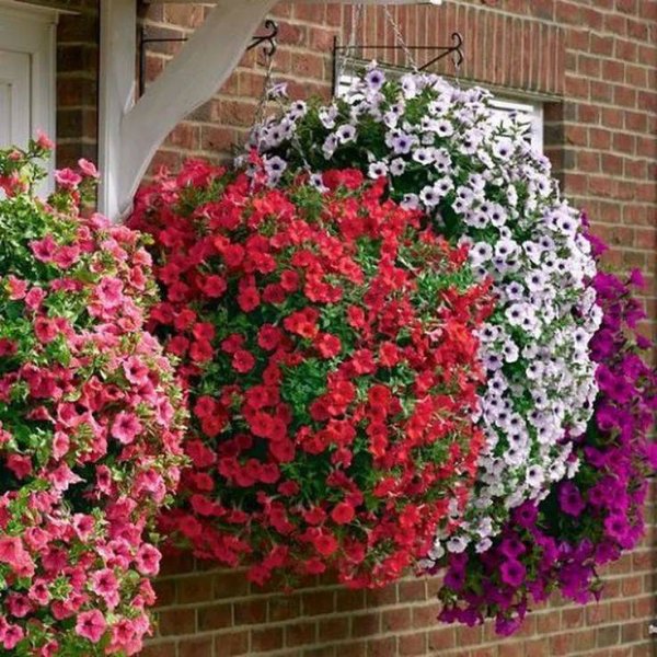 Петуния Cascadias Iceberg