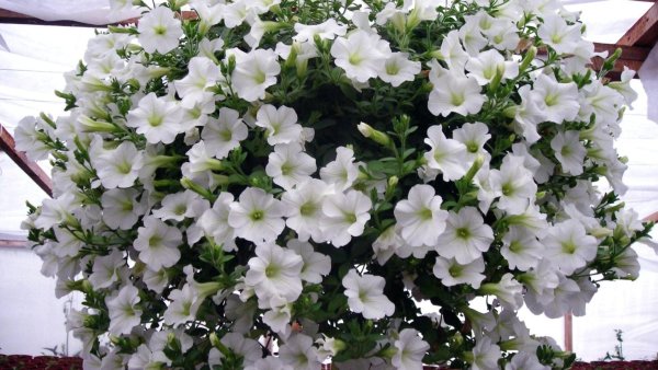 Петуния Парпл вельвет