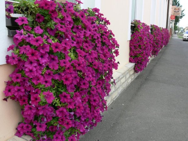 Петуния рассада Глафира