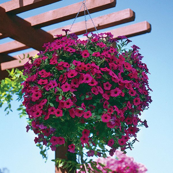 Петуния ампельная Тайдал Вейв