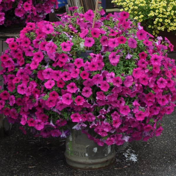 Петуния каскадная