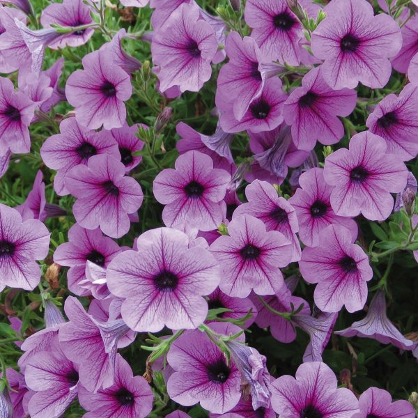 Петуния easy Wave Red Velour