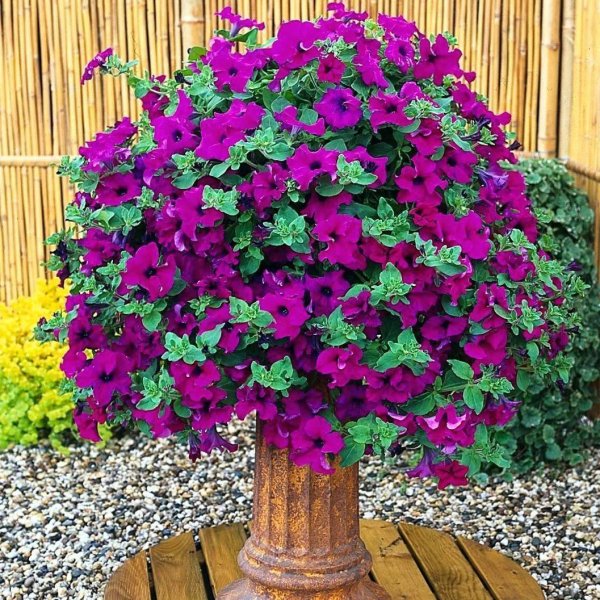 Петуния мелкоцветковая ампельная