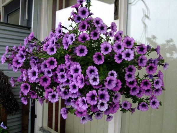 Сурфиния бургунди