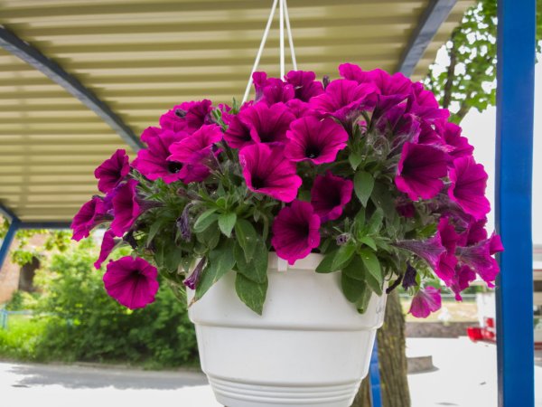 Петуния Каскадиас Рим черри