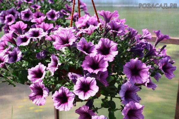 Петуния сурфиния хот Пинк