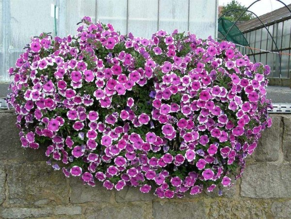 Вербена сурфиния