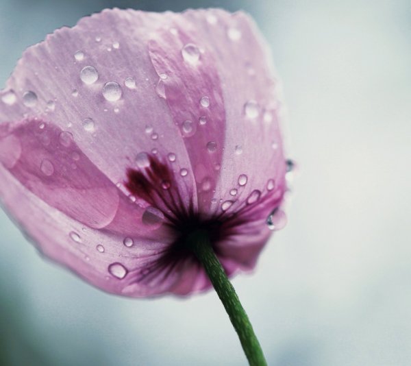 Нежно розовые цветы