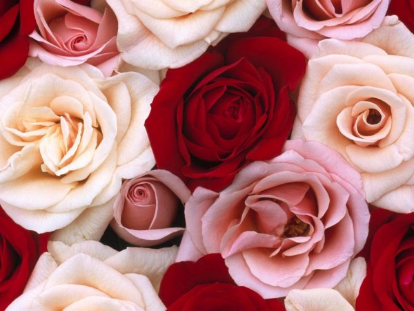 Цветы на темном фоне