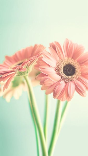 Картины на телефон