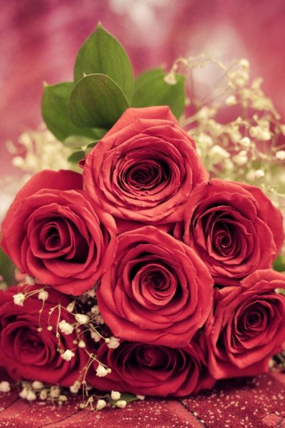 Плюмерия на камнях