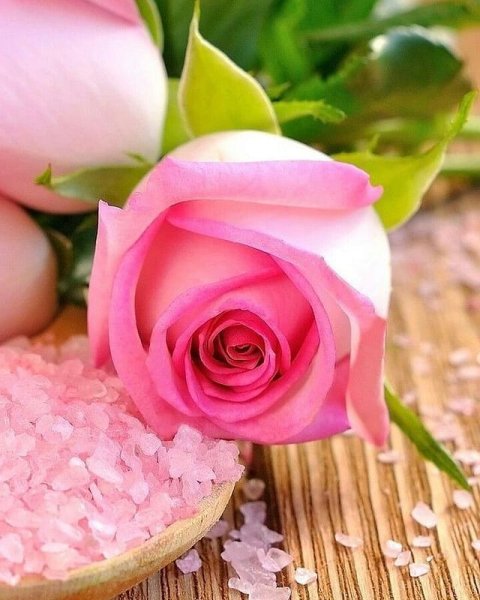 Цветы тюльпаны