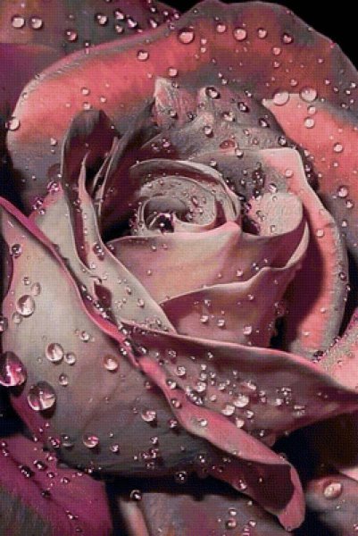 Нежные розовые цветы