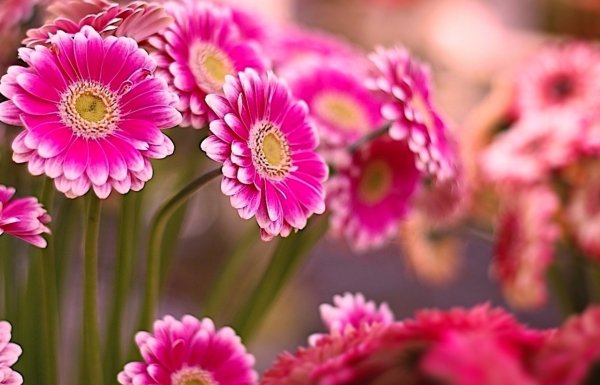 Бабочка на цветке