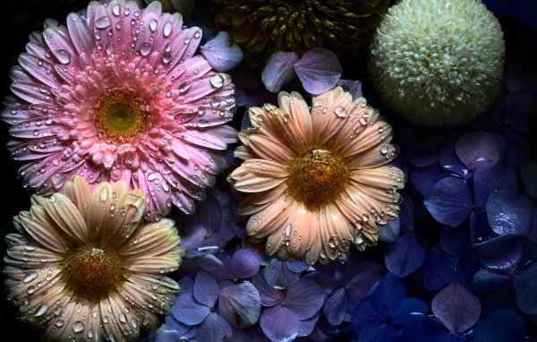 Ранункулюс бело-розовый